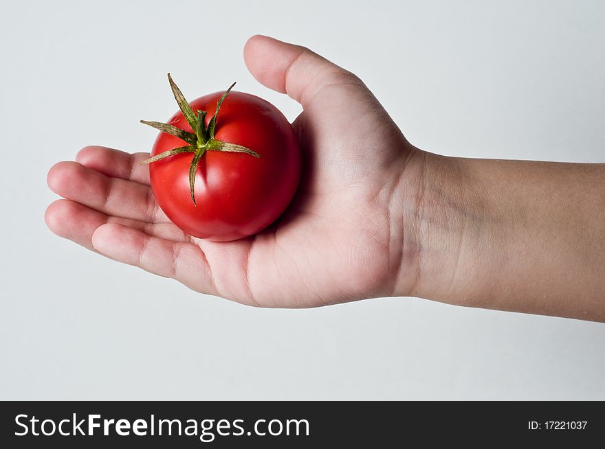 Photo of a childs palm holding a Tomato. Photo of a childs palm holding a Tomato