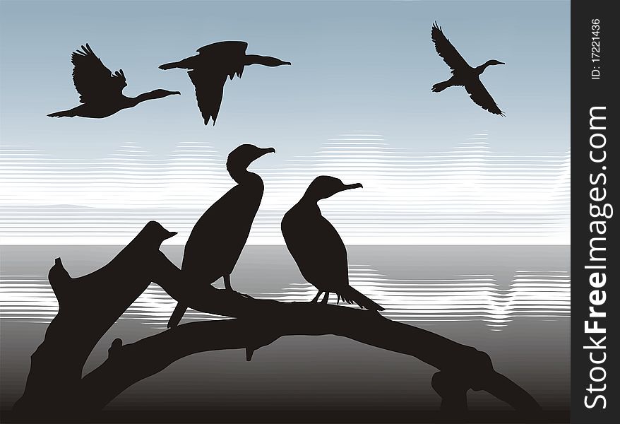 Illustration silhouettes Cormorants in nature. Illustration silhouettes Cormorants in nature