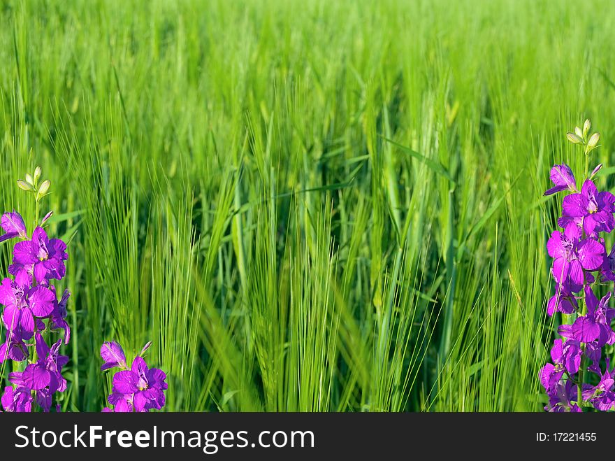 Young Green Wheat And Violet Flowers