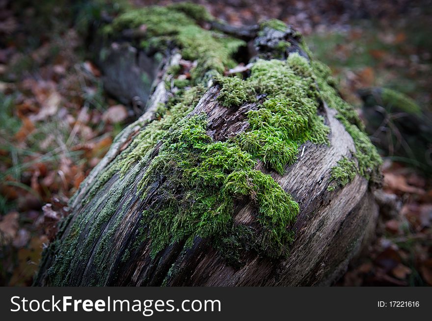 Rotten log width moss and fungus