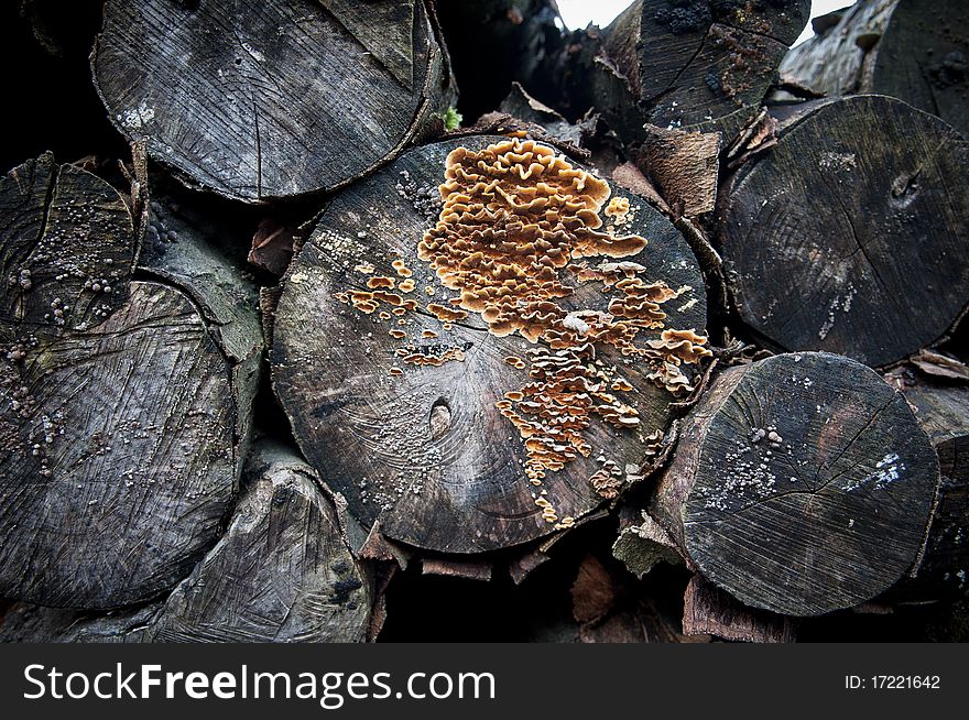 Rotten cut logs width fungus
