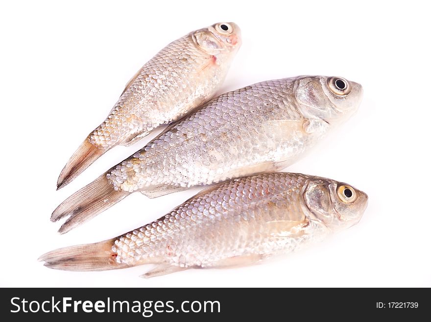 Fresh crusian fish across white. Fresh crusian fish across white