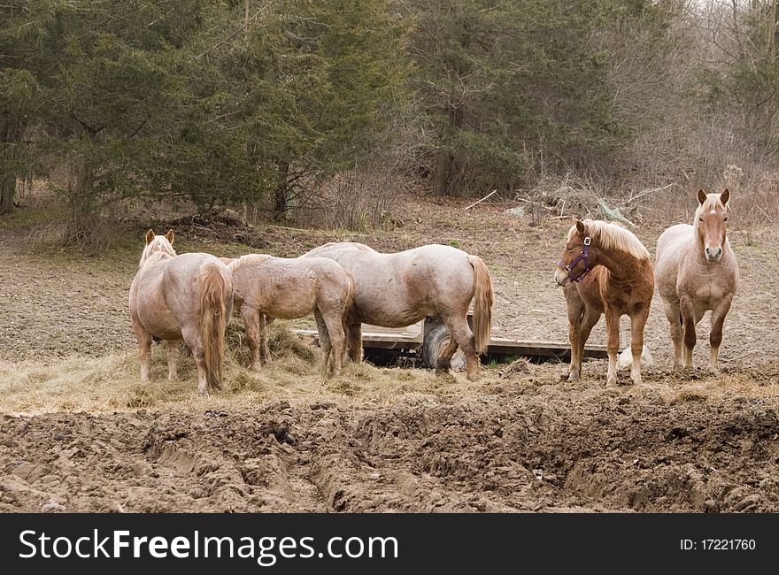 Horses feeding