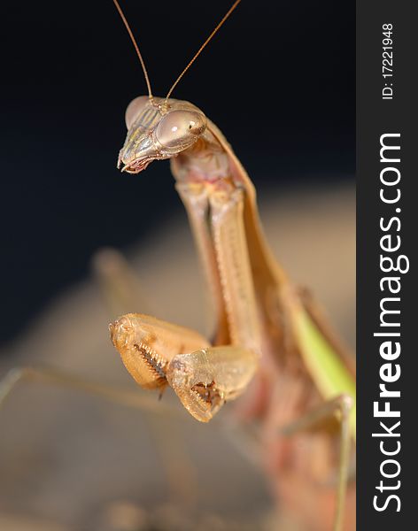 A large praying mantis ready to pounce on passing prey. A large praying mantis ready to pounce on passing prey.