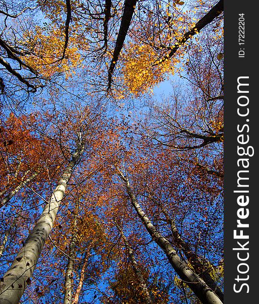 Fall Treetops on sunny autumn day