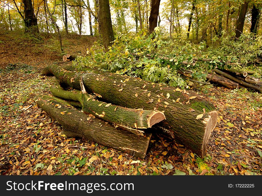 Tree trunks in a forest