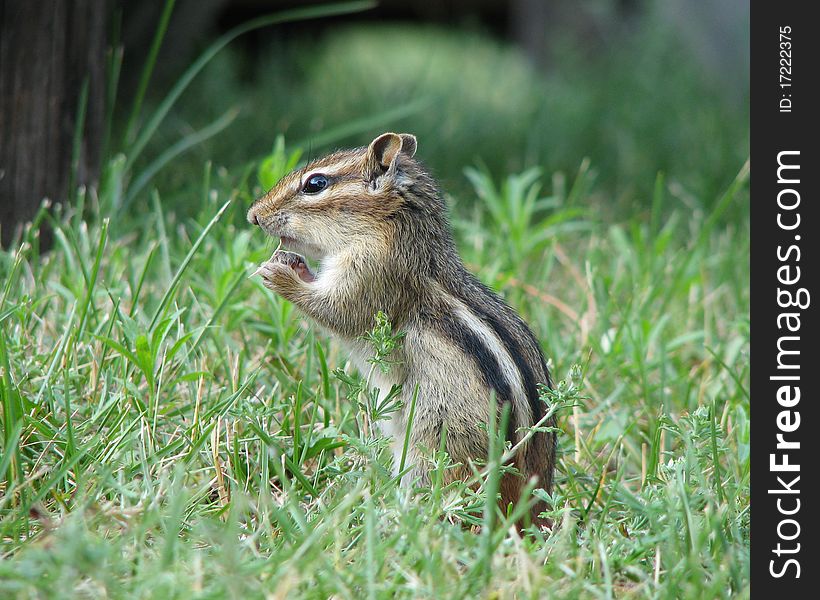 Chipmunk snacking on potato chip pieces at lake cabin in Minnesota