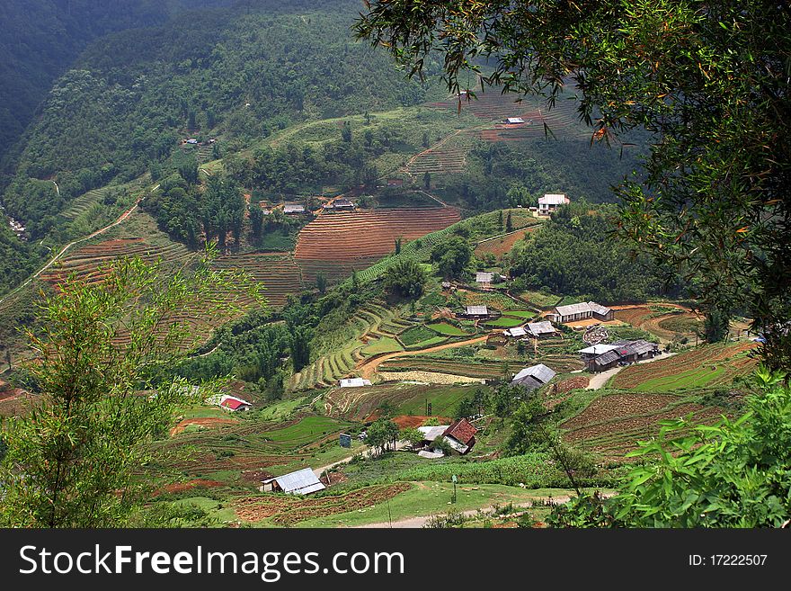 The vietnamese village with green rice fields