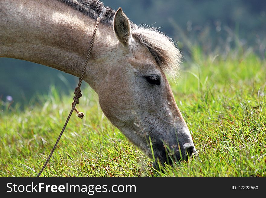 Head of the grey horse on pasture. Head of the grey horse on pasture