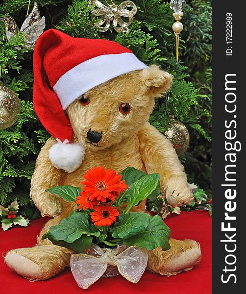 Teddy Bear with Santa Hat in Christmas setting. Teddy Bear with Santa Hat in Christmas setting