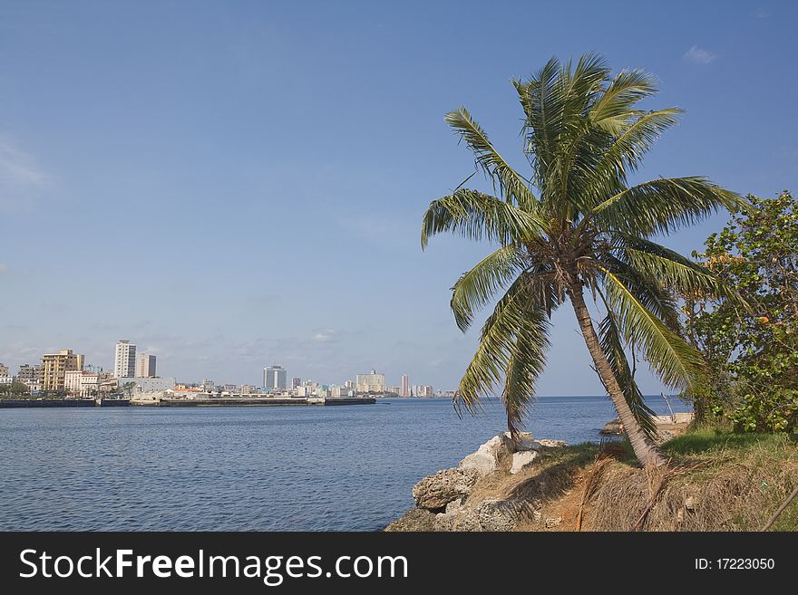 Coconot Tree In Havana City Bay Entrance