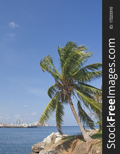 Coconot tree in Havana City bay entrance, Cuba (vertical). Coconot tree in Havana City bay entrance, Cuba (vertical)