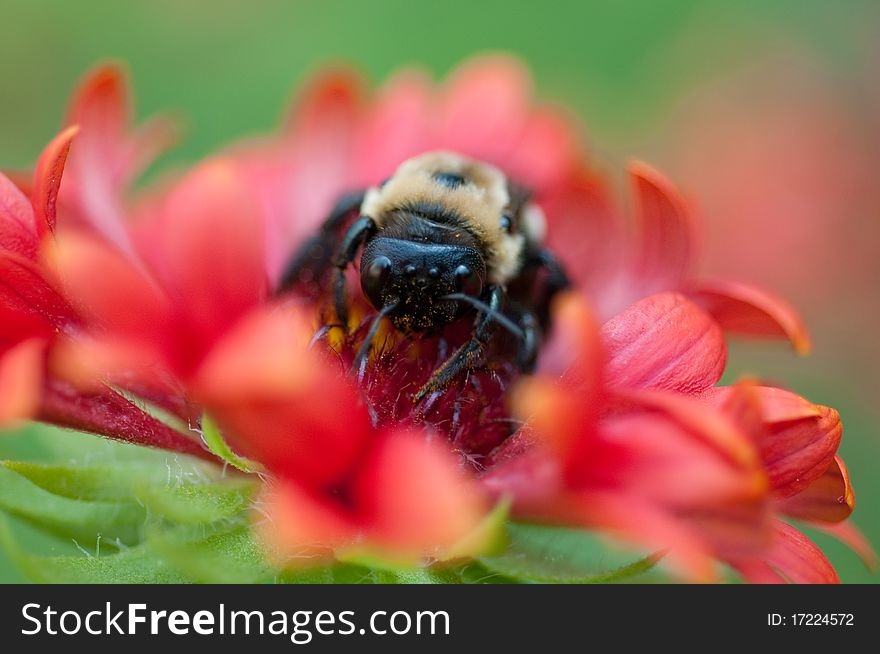 Bumblebee collecting pollen from a red flower