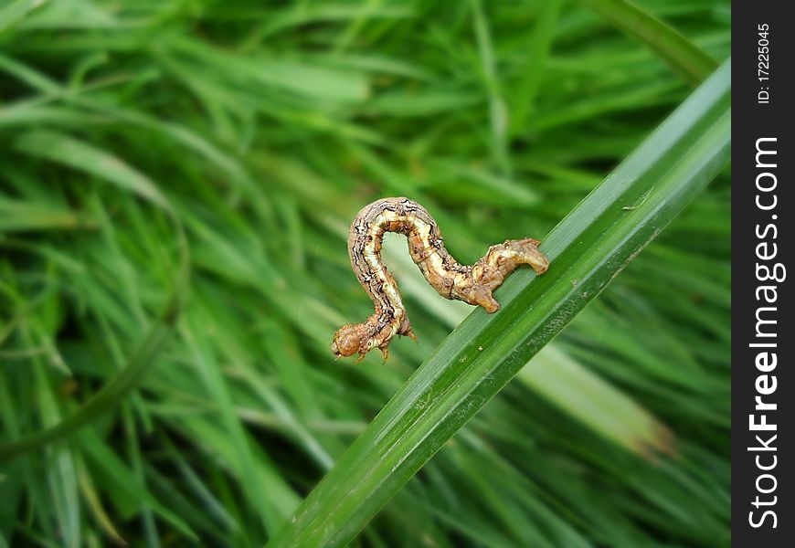 Caterpillar walking on a piece of grass