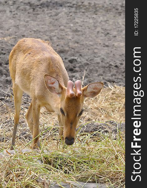 The deer at safari world Bangkok Thailand.