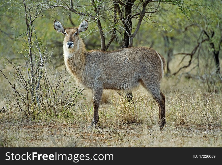 A Waterbuck Female stares at the camera