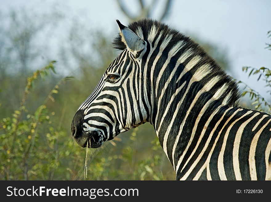 A dark Zebra Stallion portrait