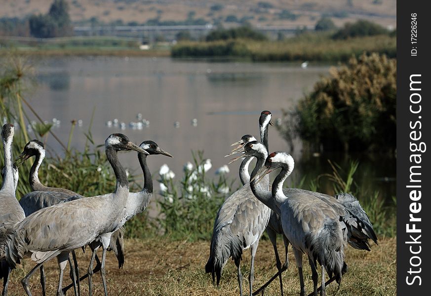 Group of cranes standing with a swamp and plants background