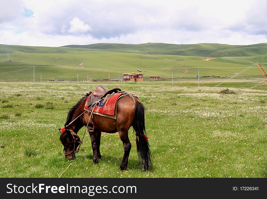 In China's sichuan province of zonta grassland, horse in leisurely eating grass. In China's sichuan province of zonta grassland, horse in leisurely eating grass.