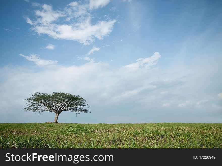 Isolated Tree With Blue Sky