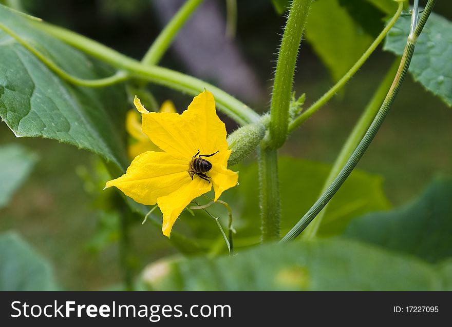 Cucumber growing on a vine