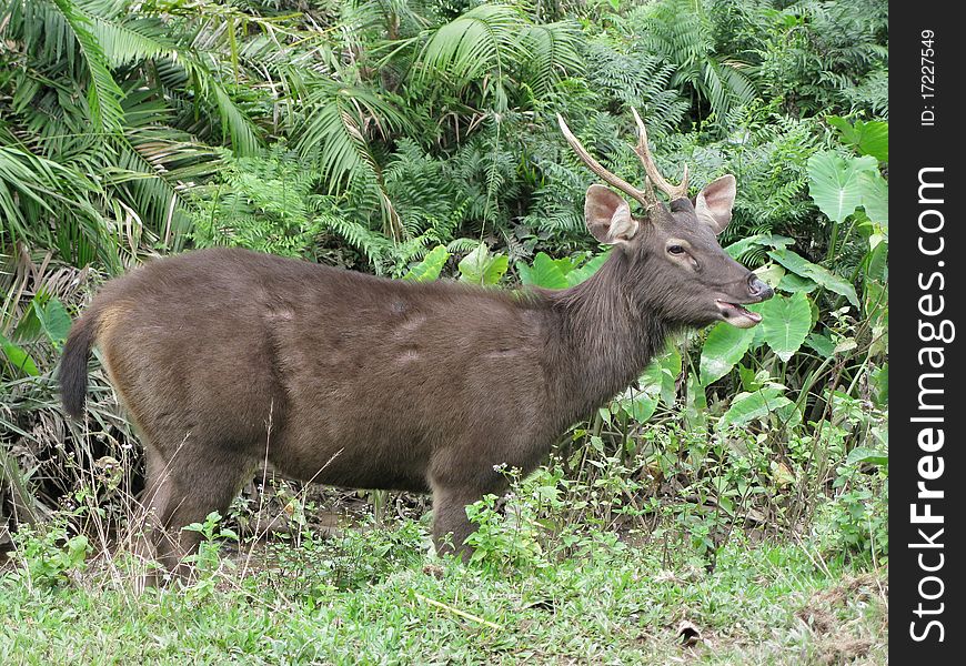 Image of Deer, used for background