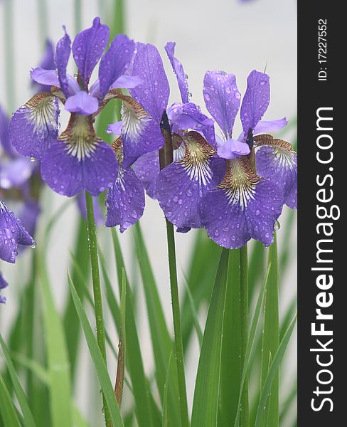 Violet irises in park in rainy day. Violet irises in park in rainy day