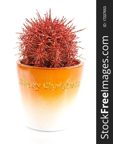 New cactus in a pot on a white background