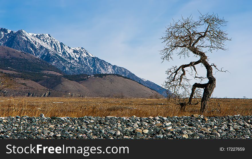 Baikal, cape Dug in winter with a type on mountains and a tree