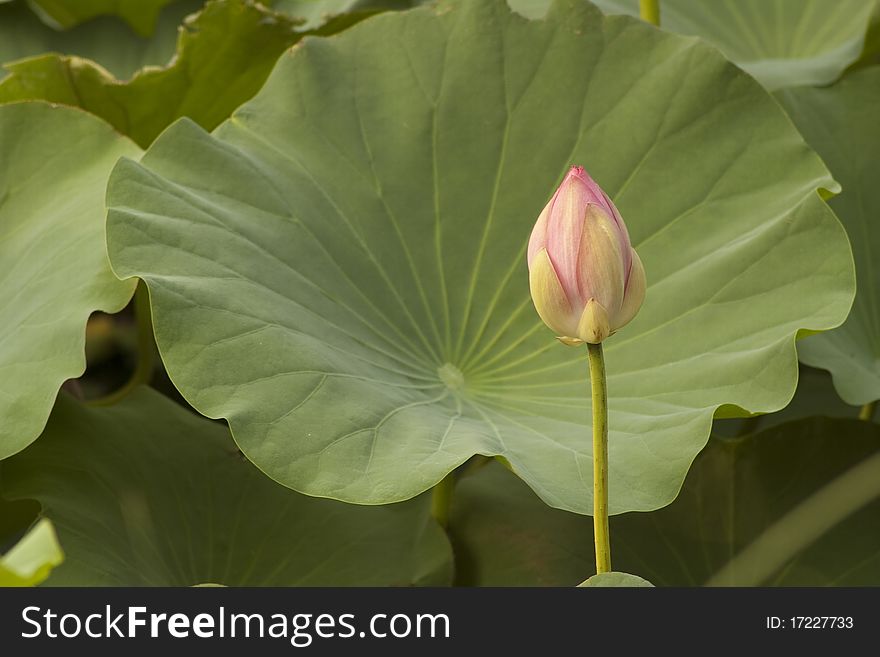 Lotus bud close-up and leaves in summer