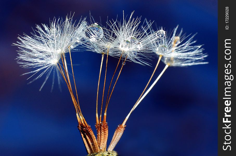 Water droplets lie on a grass