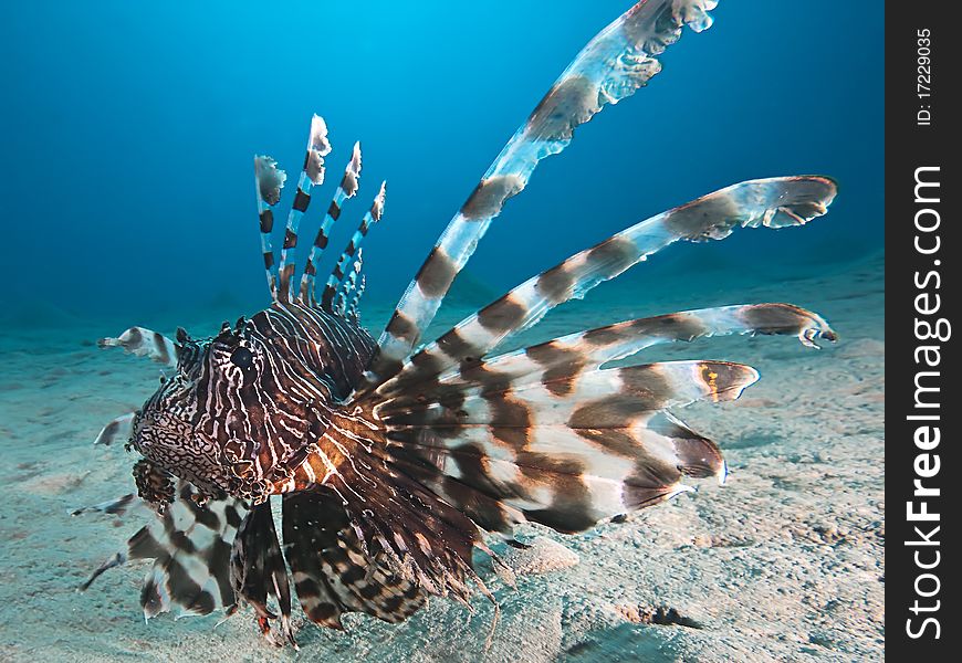 Underwater photo : lion fish sitting on sandy ground. Underwater photo : lion fish sitting on sandy ground