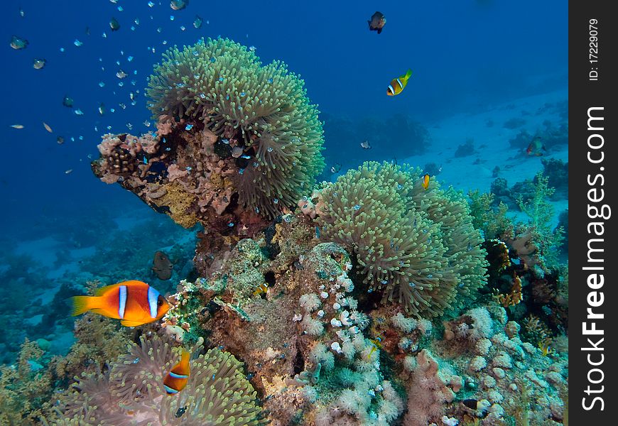 Underwater photo : tropical reef scene with anemones & clown-fishes. Underwater photo : tropical reef scene with anemones & clown-fishes