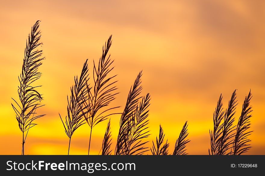 Grass with sunset scenery background