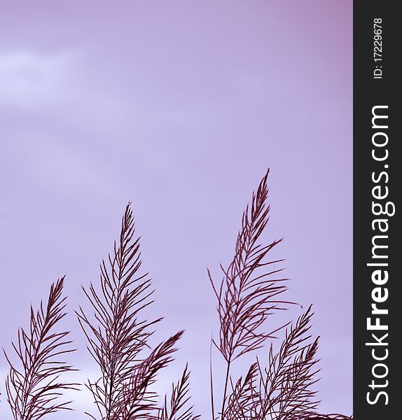Grass with blue sky. sunset scenery background