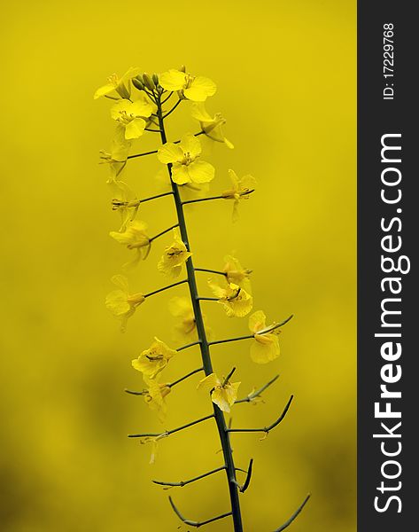 Rapeseed closeup of canola flower