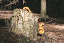 Yellow Mushrooms Royalty Free Stock Photo Yellow Mushrooms Royalty Free Stock Photo