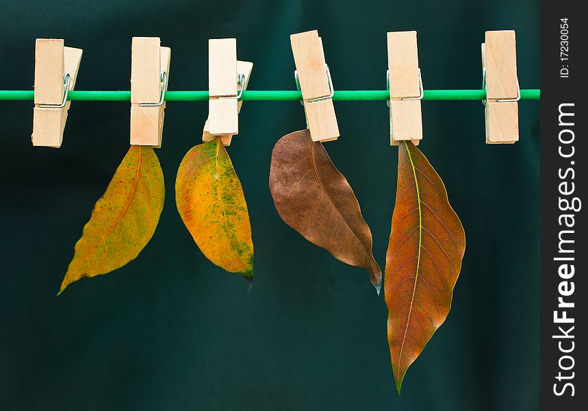 Leaves with wood clamps on a clothes line. Leaves with wood clamps on a clothes line