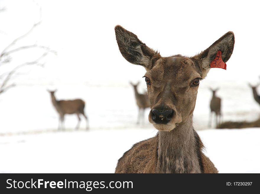 Portrait of doe in winter