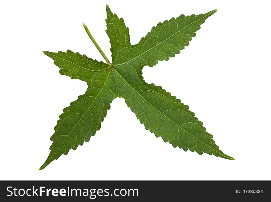 Isolated green leaf on white background