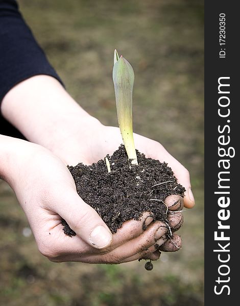 Hands holds new sprout with earth. Hands holds new sprout with earth