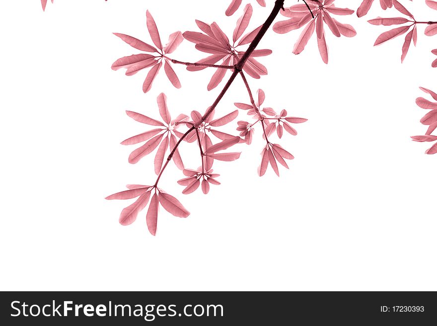 Pink leave on white background