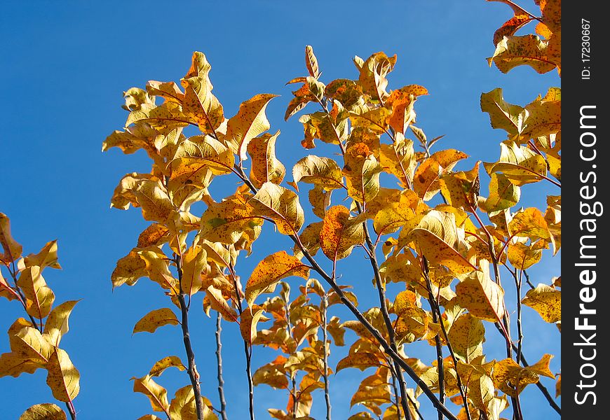 Autumnal colored leafs of an apple tree over blue sky background