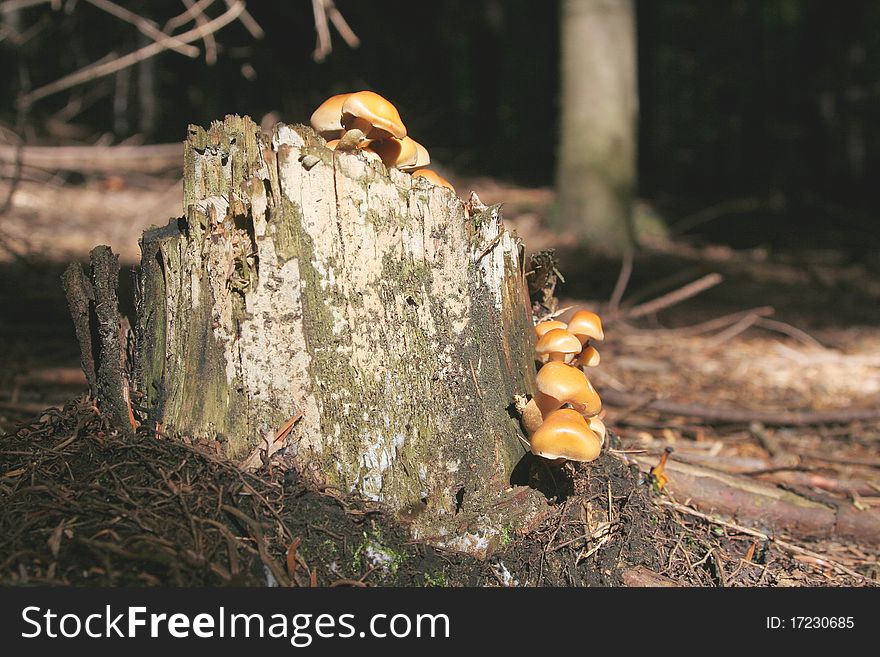 Few yellow small mushrooms on the tree trunk. Few yellow small mushrooms on the tree trunk