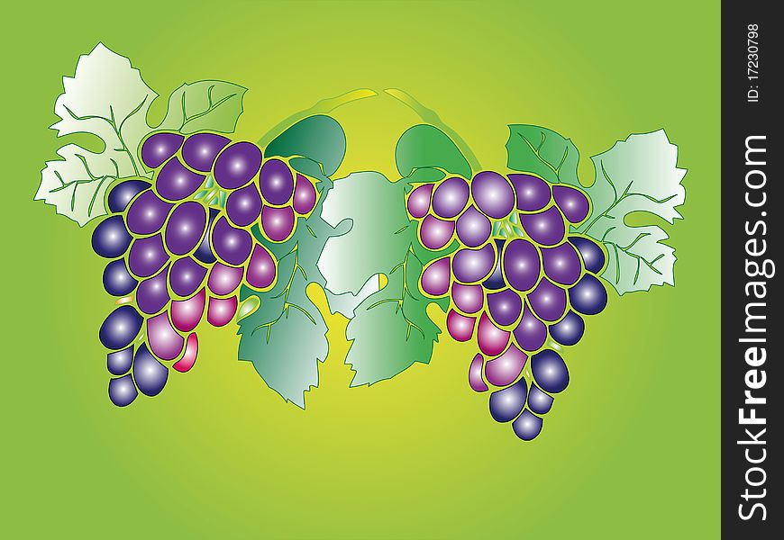 The image of grape branches on a green background. The isolated image. The image of grape branches on a green background. The isolated image.