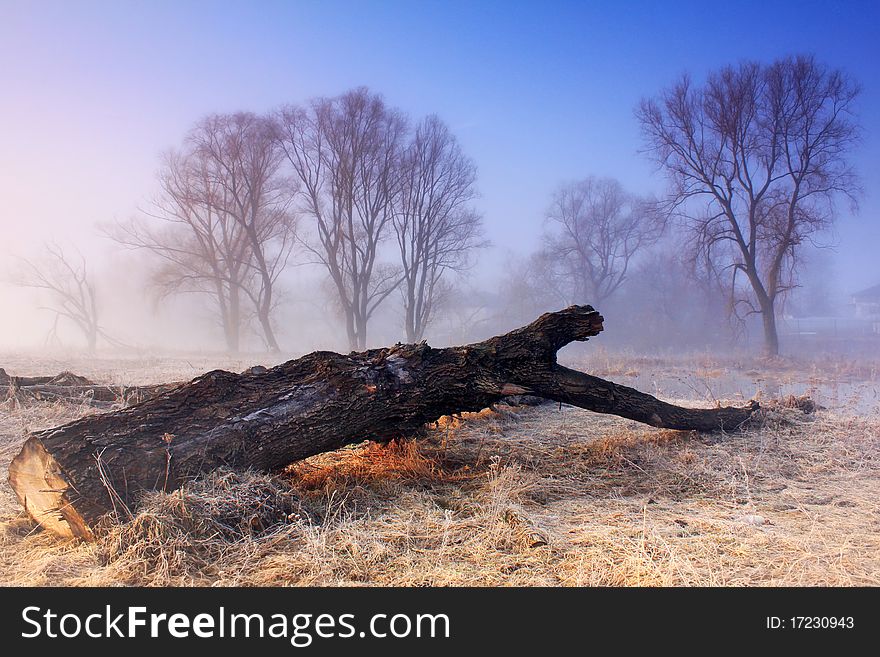 A fallen tree at dawn on a misty morning. A fallen tree at dawn on a misty morning