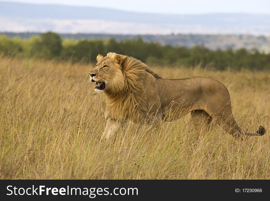 Male lion on the open plains. Male lion on the open plains.