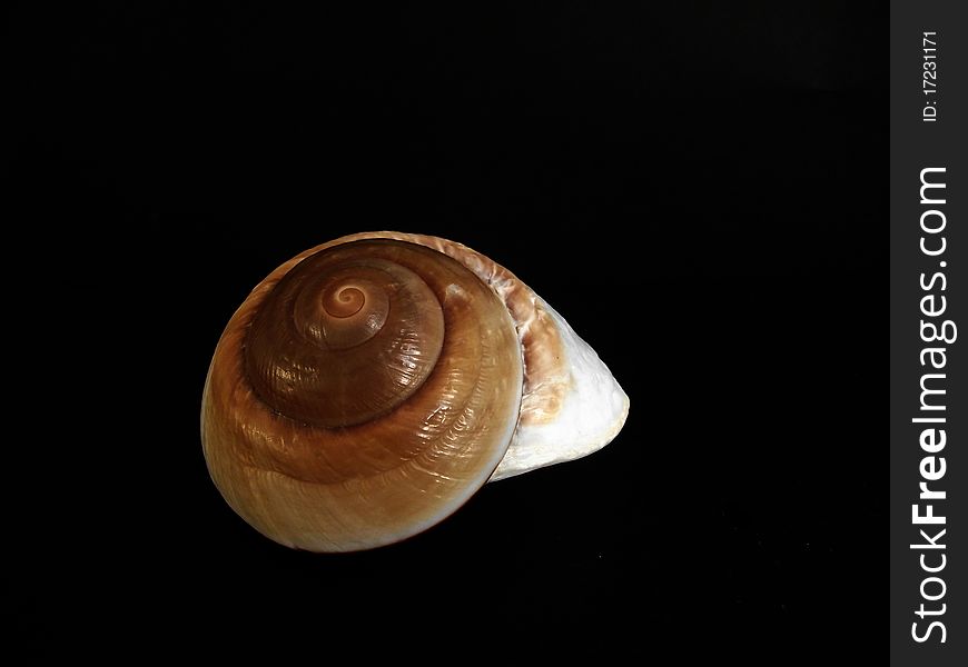 A shell from the ocean found on the beach at the seaside