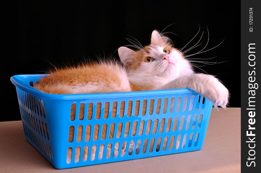 Cat lying in blue box against black background; with interested look. Cat lying in blue box against black background; with interested look