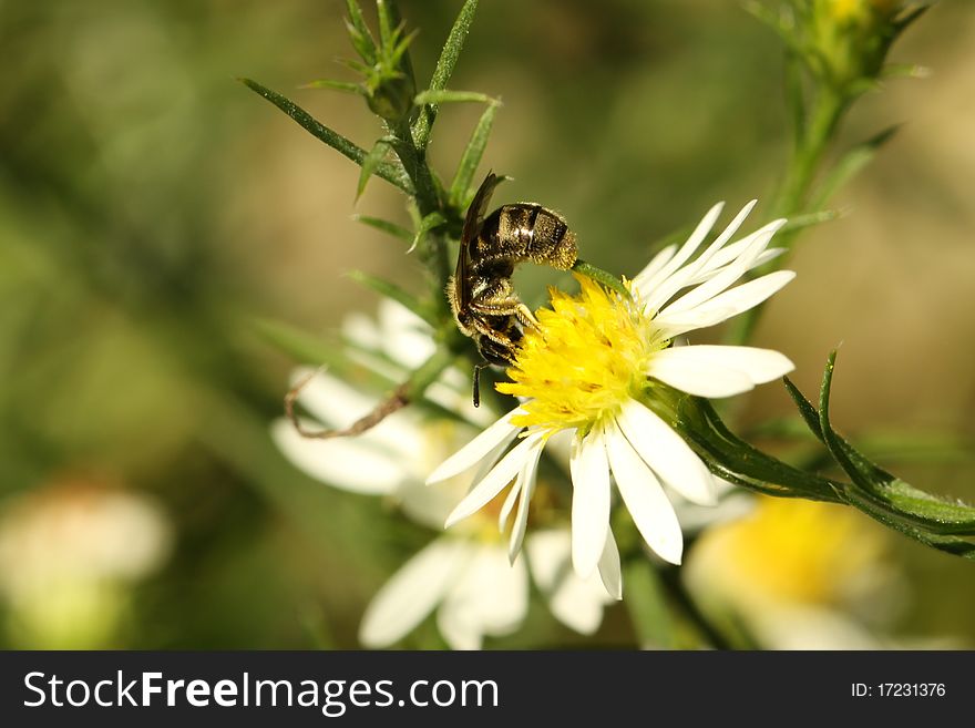 Drone Fly (Eristalis Tenax)